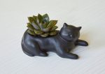 Саксия Black cat - Image 2